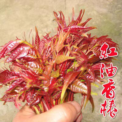 香椿树苖红油香椿苗绿油香椿苗盆