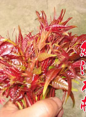 香椿树苖红油香椿苗绿油香椿苗盆栽地栽南方北方种植食用香椿带土