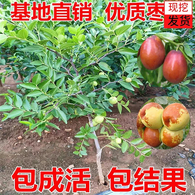 枣树苗 正宗山东沾化冬枣树苗 