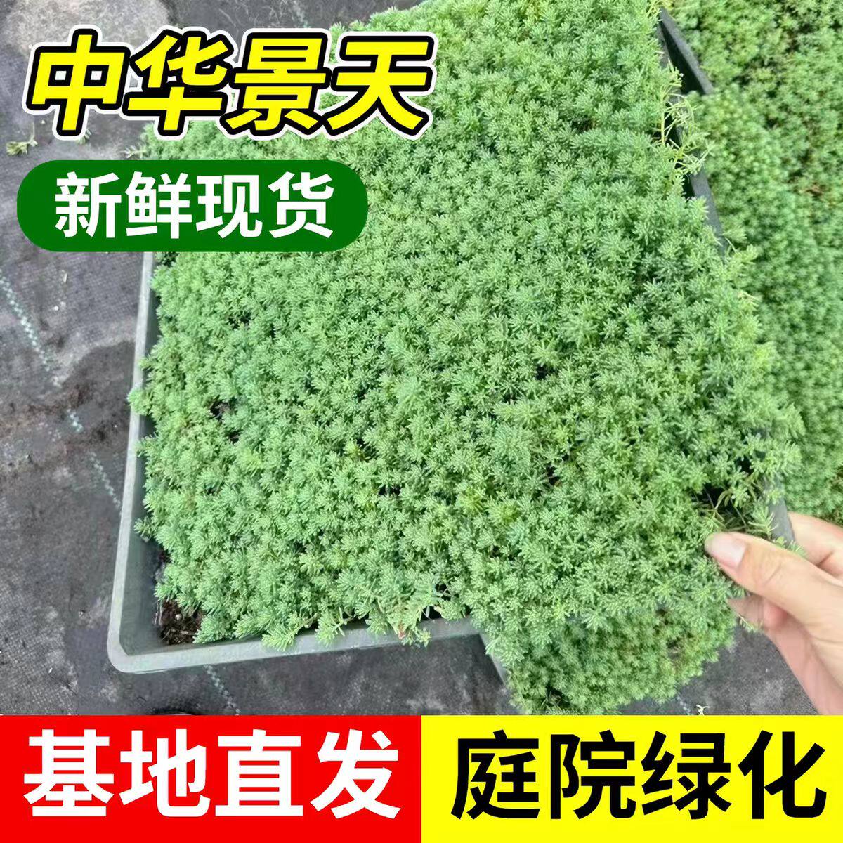 庭院绿化薄雪万年草中华景天庭花园观叶地被植物多年生耐寒护盆草