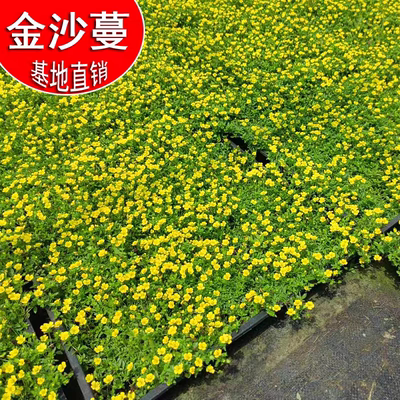 金莎蔓花镜地被植物耐寒耐晒耐踩盆栽黄金草阳台庭院花园种植中华