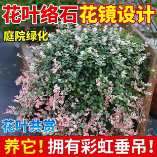 花叶络石盆栽彩叶垂吊植物爬藤花苗阳台室内绿植四季常绿好养观叶