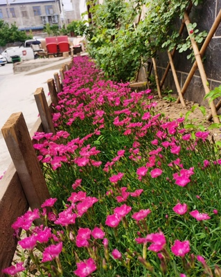 欧石竹多季开花草坪耐寒室内外花园花坛庭院地被绿化植物