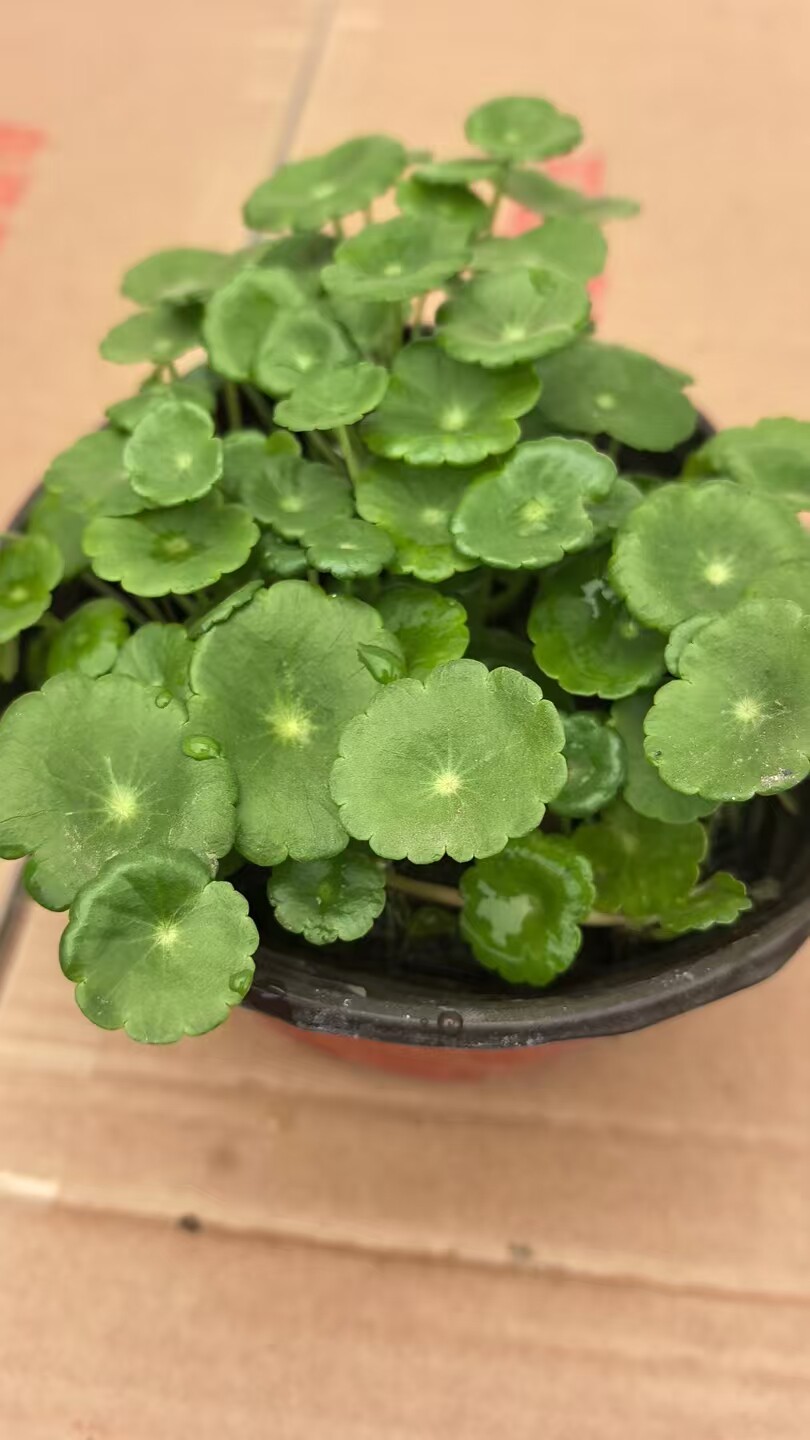铜钱草水培植物老桩盆栽室内外水养大叶金钱草根芽好养易养活绿植