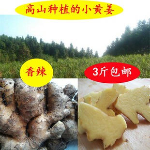 湖南永州双牌虎爪姜 小黄姜 新鲜生姜 大山里老姜 正宗土姜月子姜