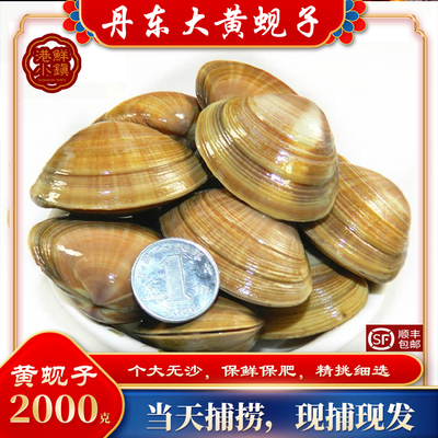 丹东黄蚬子大文贝大文贝鲜活无沙