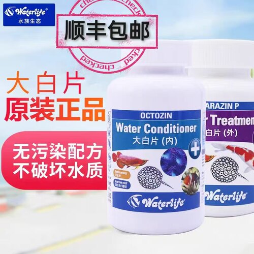 英国大白片观赏鱼内寄外寄龙鱼