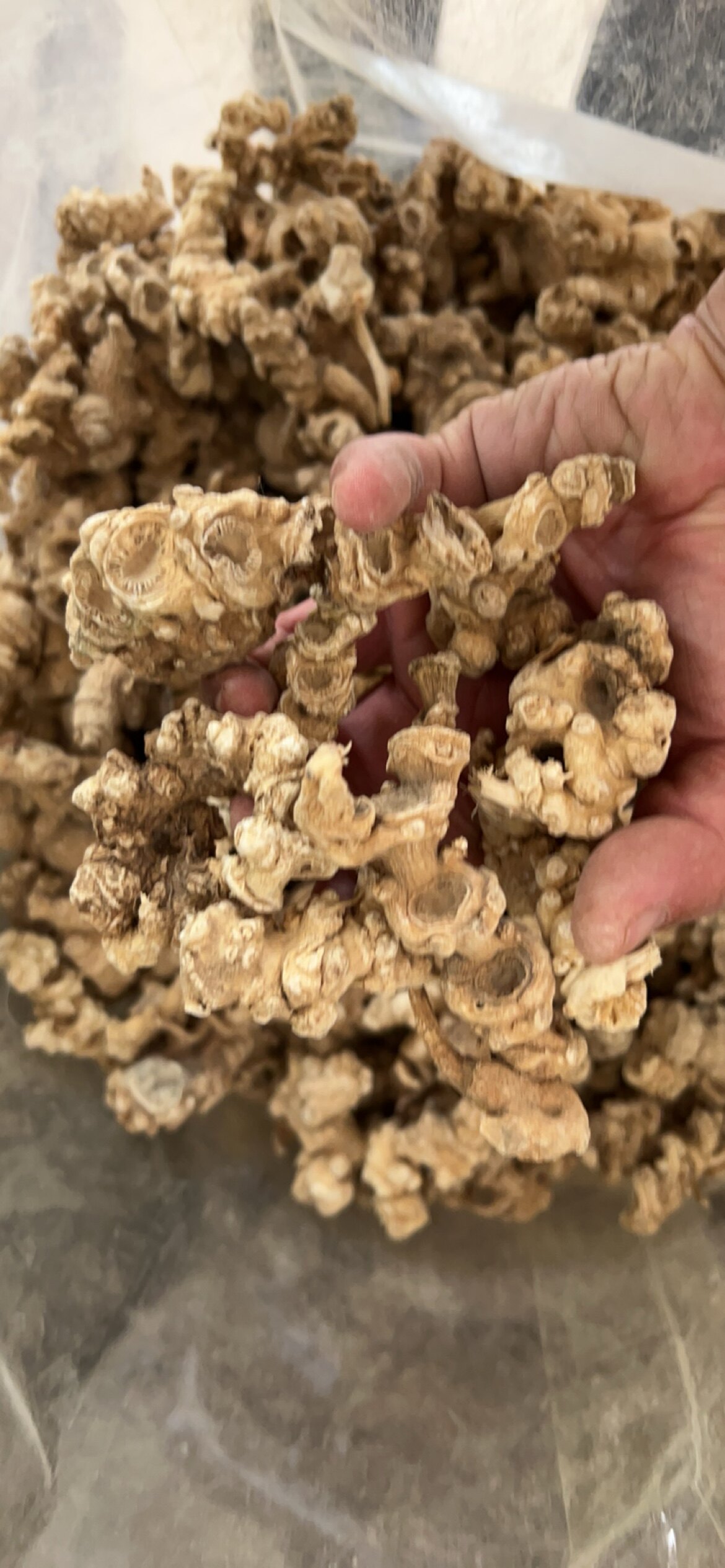 一千克 干货 竹节参