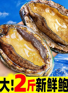 冷冻特大素鲍鱼罐头1000g