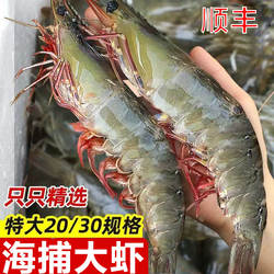 当天海捕青岛大虾4斤鲜活海鲜 新鲜白对虾基围虾活虾冷冻生鲜2030