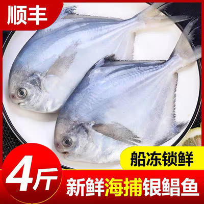新鲜银鲳鱼金鲳鱼冷冻海鲜水产鲜活海鱼小鲳鱼昌鱼平鱼鲳鳊鱼晶鱼