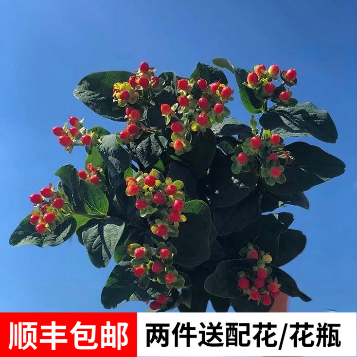 云南鲜花基地直发红豆相思豆鲜切花家用水养同城速递三份顺丰包邮