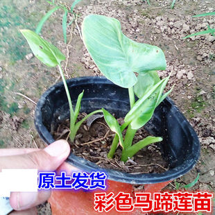 非種球彩色馬蹄蓮花苗盆栽帶花陽臺室內(nèi)綠植物四季 開花易活