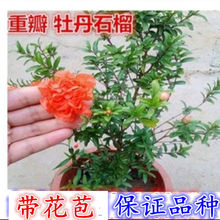 观赏月季重瓣牡丹石榴花盆栽树苗室内外庭院阳台绿植物四季开花卉