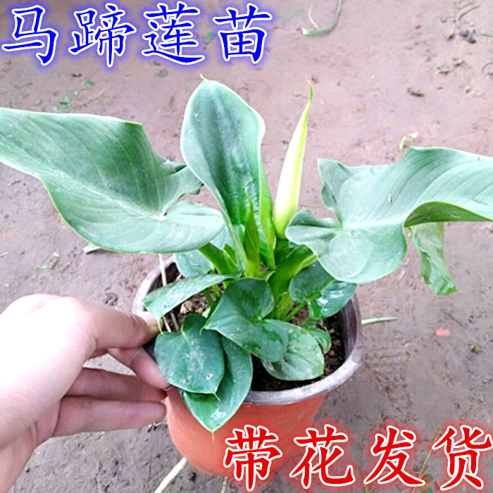 进口彩色马蹄莲花苗花卉盆栽当年开花绿植马蹄莲带花苞