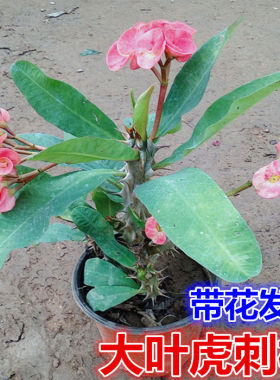 黄色大花虎刺梅苗盆栽铁海棠麒麟室内外四季开花卉绿植物好养活