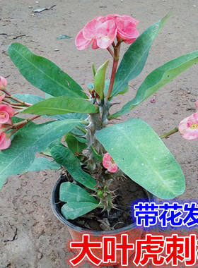 黄色铁海棠四季开花好养活虎刺梅