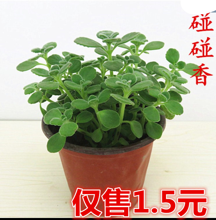 盆栽香草植物【碰碰香】喷喷香阳台植物长绿盆栽香草