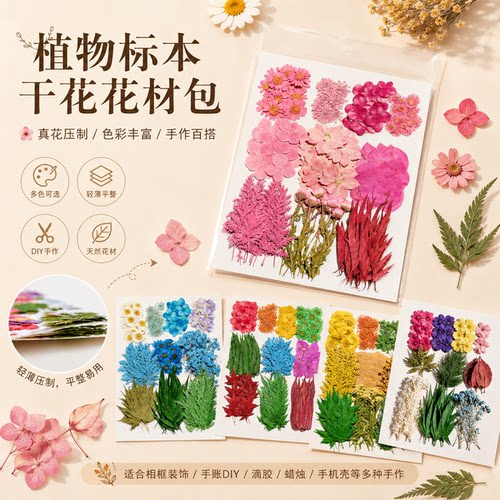 天然标本押花压花干花干燥花