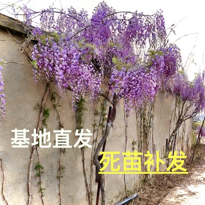 紫藤花国藤爬藤庭院花卉植物 多年生攀援观赏绿植 耐寒好养