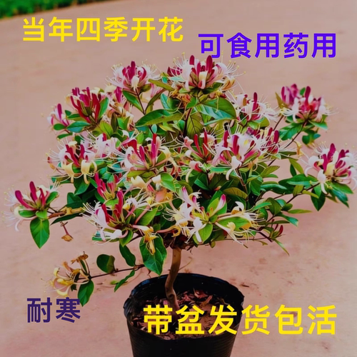 五彩金银花大苗耐寒食用盆栽