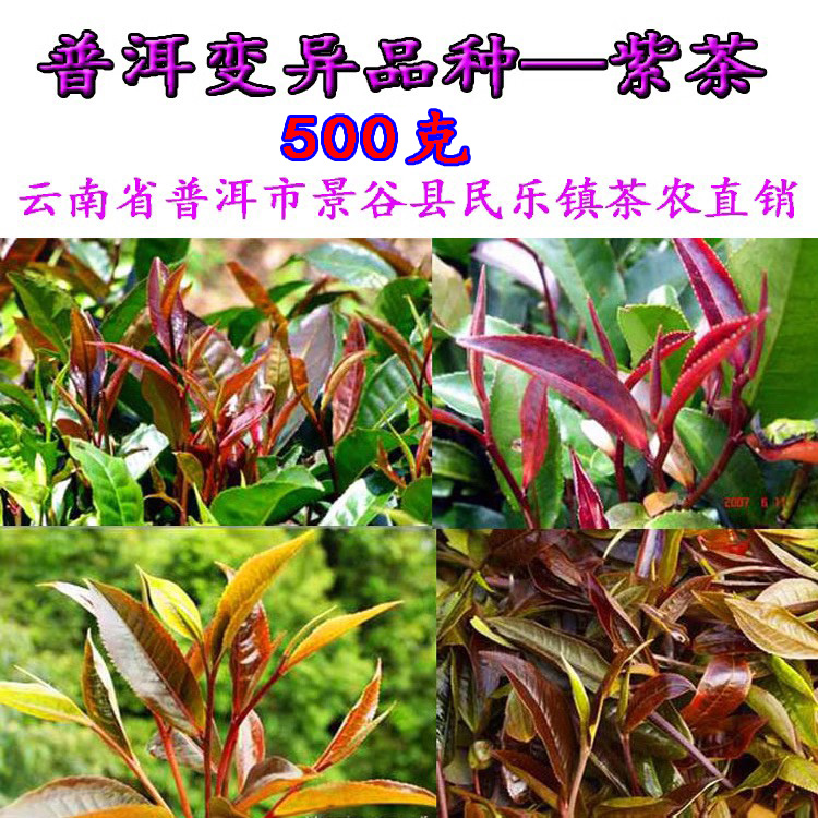 普洱茶紫茶紫芽茶生茶散茶春茶