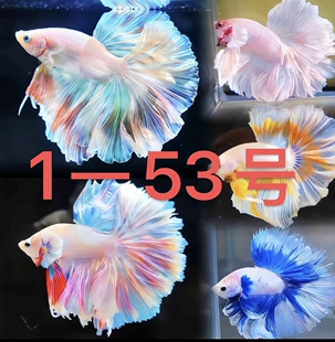 大红袍不用打氧气 泰国斗鱼网红款 热带淡水宠物鱼 53号