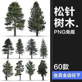 针叶树松针树簇树木大树干图片装饰元素场景后期合成PNG免抠素材