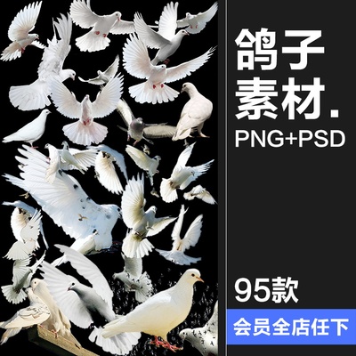 PS友好鸽白色鸽子鸟类鸟群PSD源文件透明背景开业影楼后期PNG素材