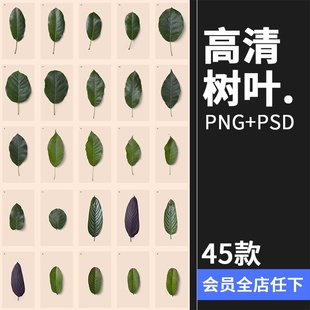 高清树叶树枝叶脉纹理装饰单片叶子PNG元素PSD模板后期合成素材