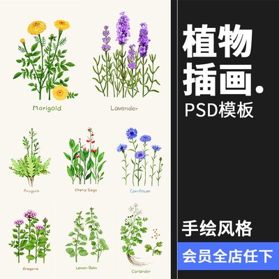 小清新路边一株野花野草植物薰衣草花草鲜花叶子插画图案PSD素材