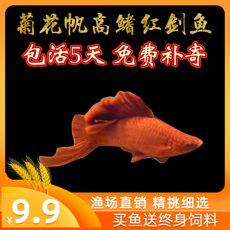 高鳍红箭鱼观赏鱼高鳍红剑鱼鱼苗淡水热带鱼狼牙帆菊花活体鱼饲料|msdalam kategori haiwan peliharaan/makanan haiwan dan bekalan, Aquarium World, ikan - dari Buy2taobao.com untuk memberikan perkhidmatan ejen Taobao profesional membeli