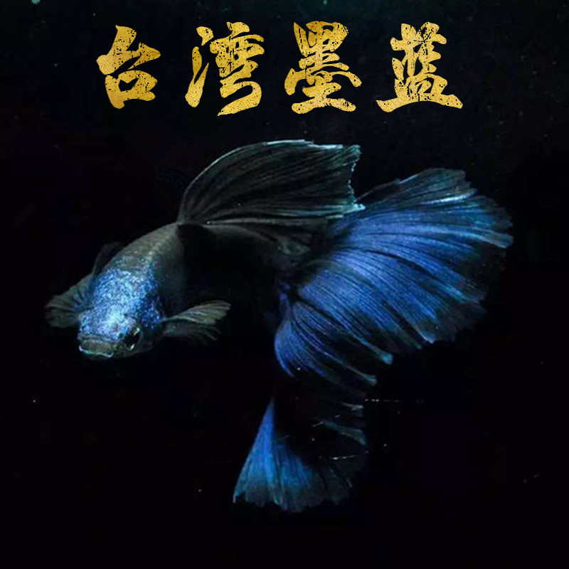 孔雀鱼墨蓝墨兰莫兰活体木炭黑炭黑纯种礼服种鱼精品种鱼黑财神