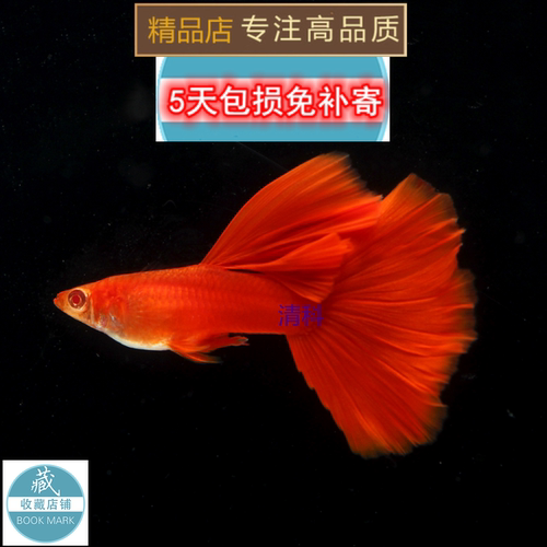 孔雀鱼纯种全红血红美国全红白子活体热带鱼观赏鱼缎带大C种鱼 - 封面