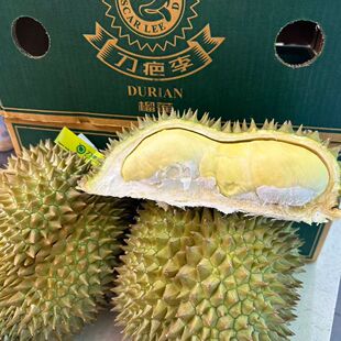 （需判断生熟）当季泰国刀疤李榴莲树上熟金枕榴莲干包糯甜带壳