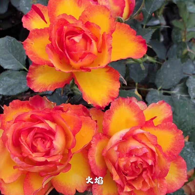 艾斯托尼尔月季花苗火焰月季微月灌木花苗四季盆栽阳台