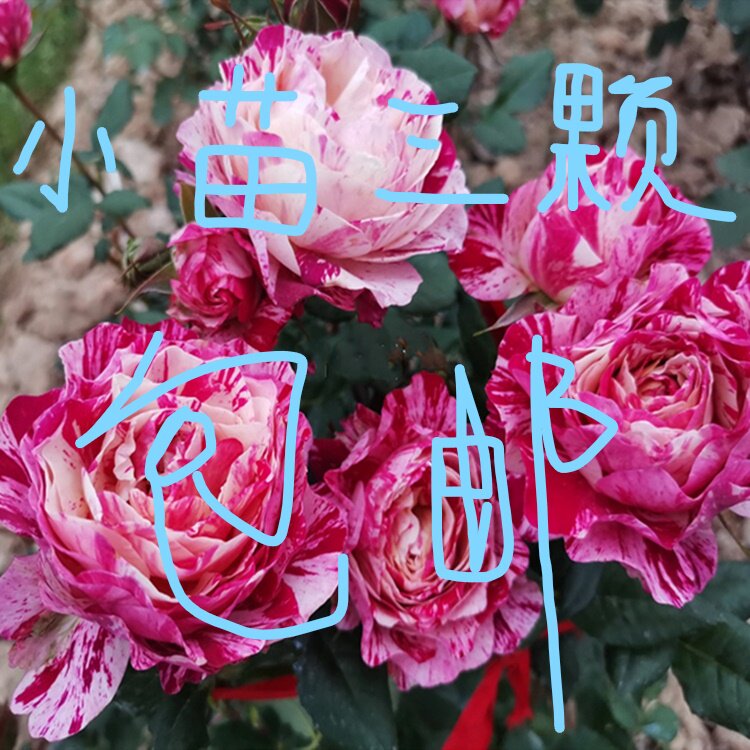 条纹月季流星雨莫奈花卉芬芳宝石图片