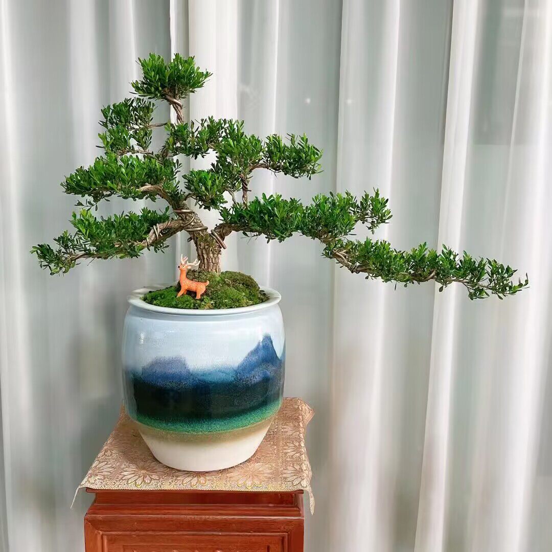老桩黄杨盆景矮霸精品真树植物客厅阳台室内造型绿植名贵小叶黄杨