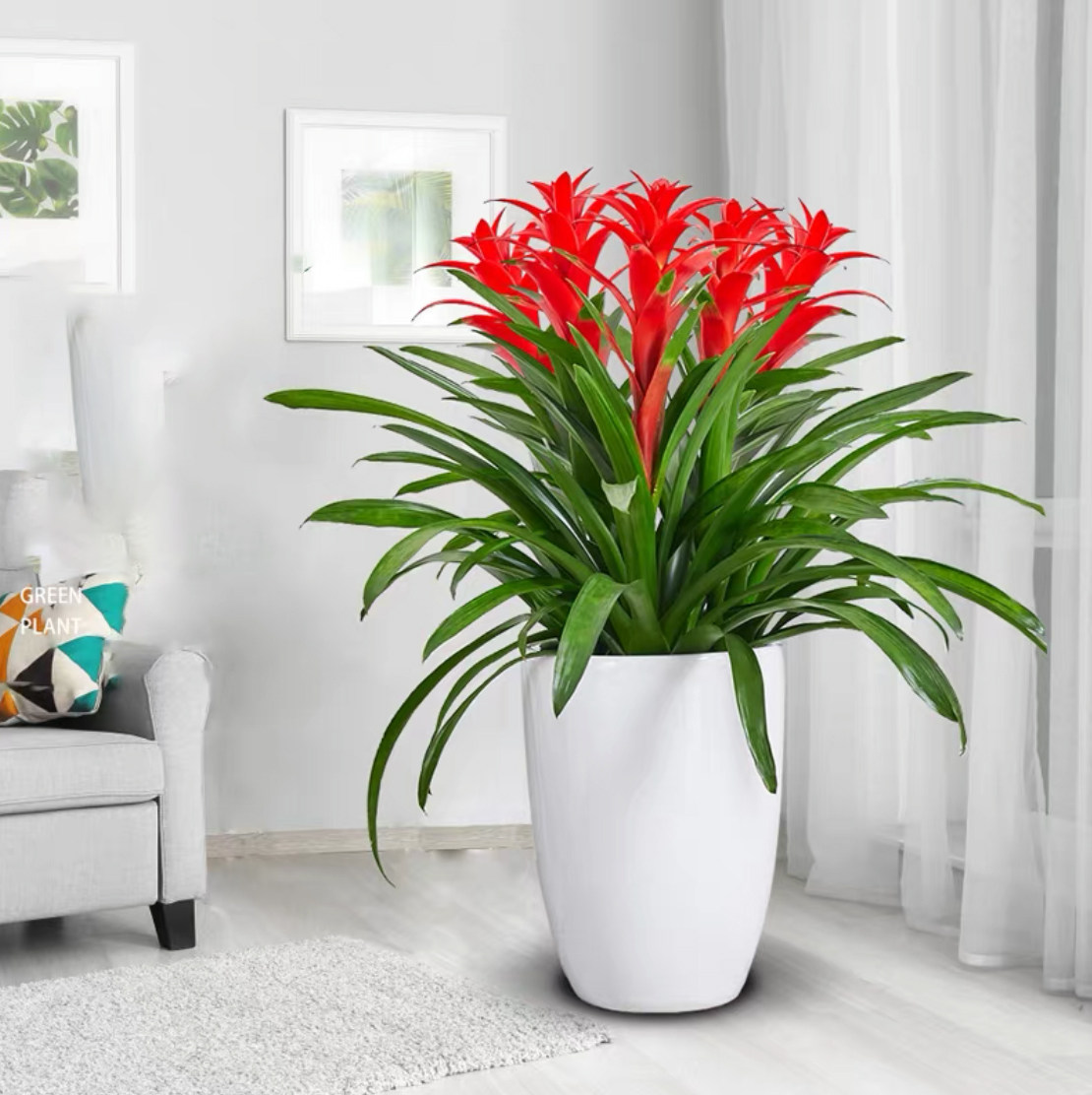 珠海植物花卉喜庆开业绿植盆栽红星鸿运当头凤梨花红掌粉掌吸甲醛