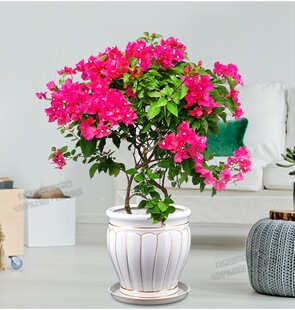 三角梅盆栽勒杜鹃地栽阳台花卉露天四季开花庭院攀援植物珠海同城