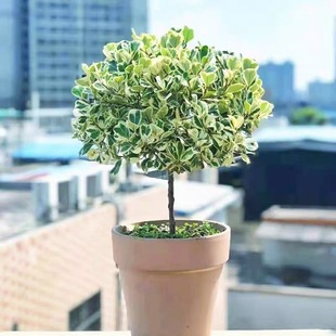 花叶三角榕锦心叶榕牛奶榕爱心榕心形叶片室内盆栽北欧风进口绿植