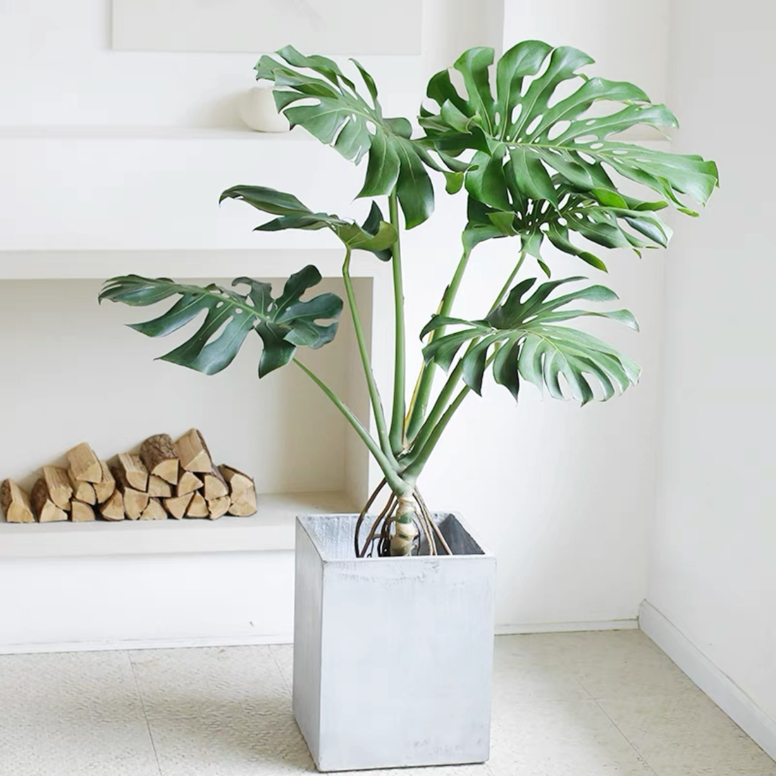 老桩龟背竹大型植物盆栽客厅办公室净化空气吸甲醛北欧风造型绿植