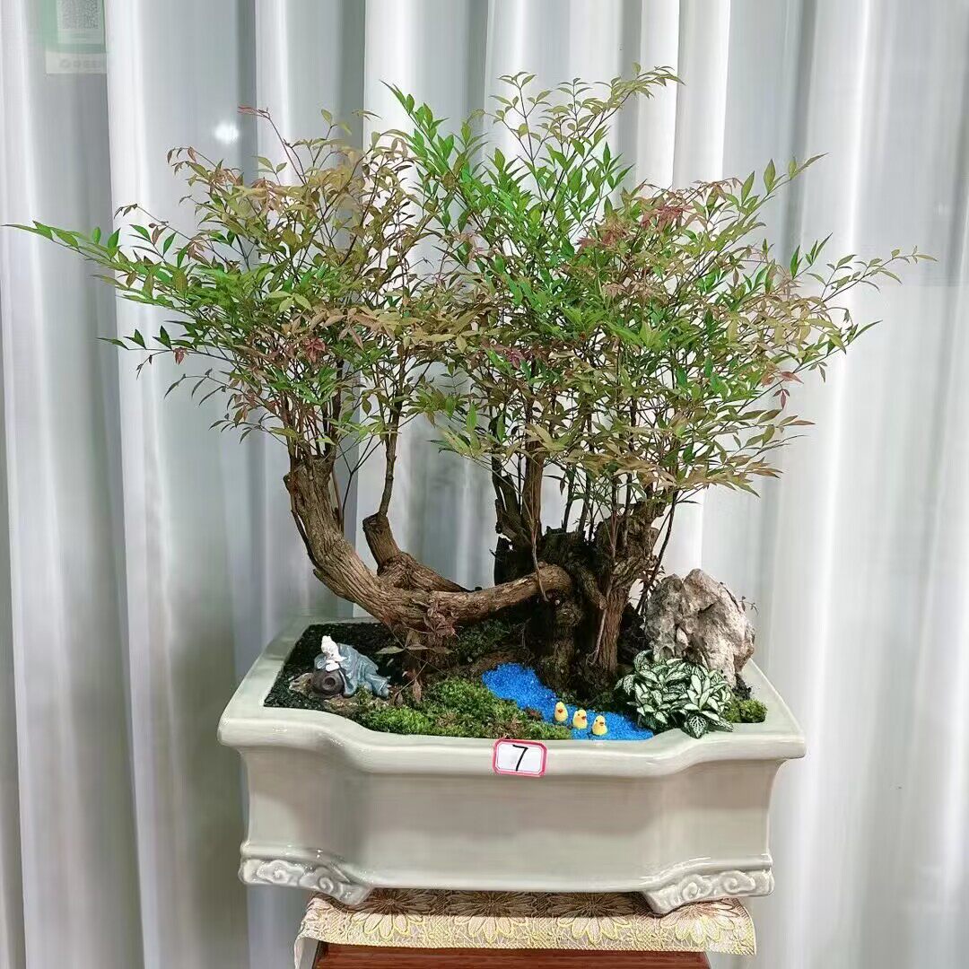 老桩南天竹盆景盆栽火焰树矮化禅意室外观叶绿植好养耐寒一物一拍