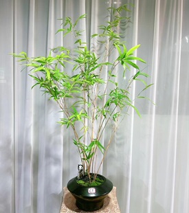 小琴丝竹盆景文人竹板桥竹杆子有竖纹阳台书房窗台室内绿植观赏竹