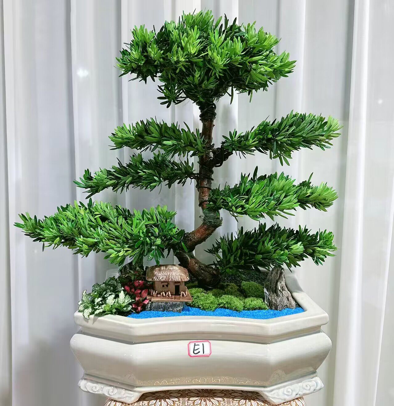 珠海台湾罗汉松庭院楼顶阳台造型盆景红芽米叶雀舌海岛菊花金钻松