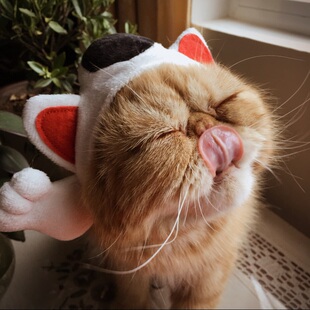 2件包邮 出口转内销秋冬萌物猫帽子搞怪变身帽拍照帽猫宠物帽子