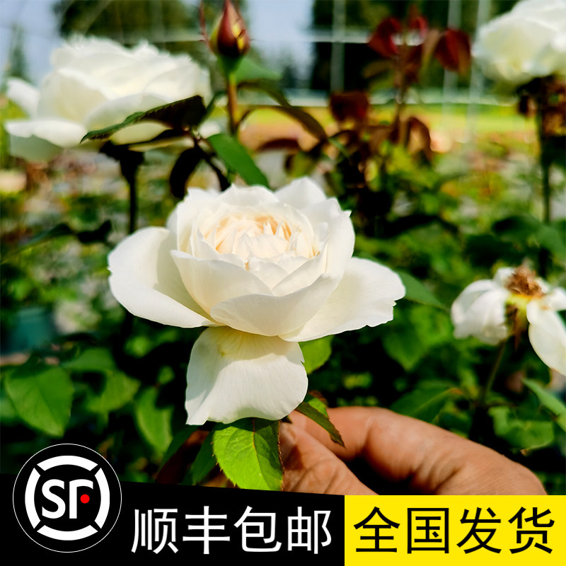 花园观花灌木月季花苗纯白色婚礼