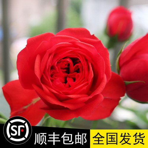 深红色红苹果勤花带花苞切花月季