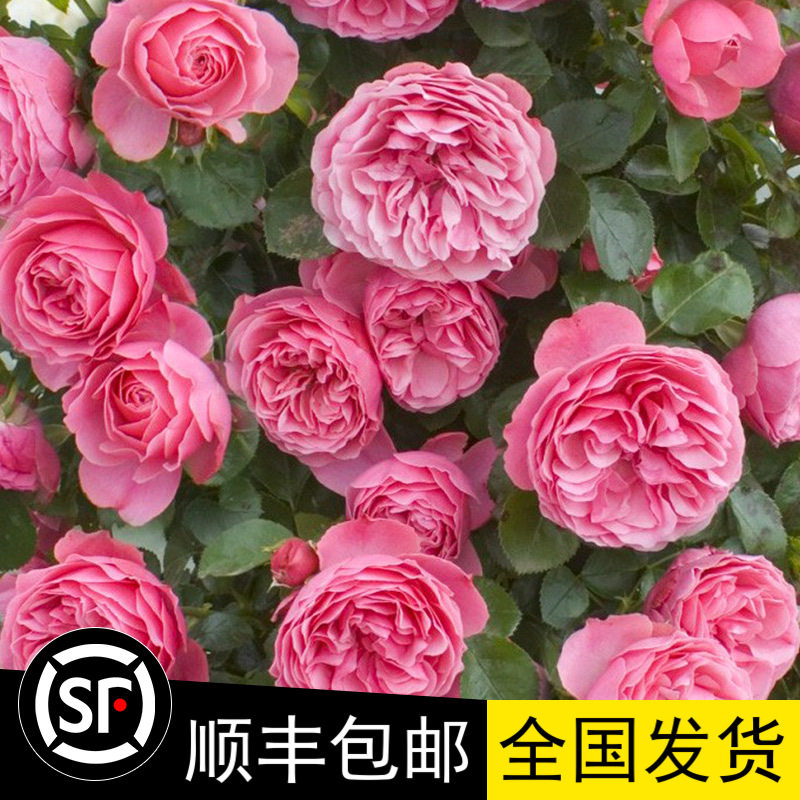 法国粉色抗病强丰花月季