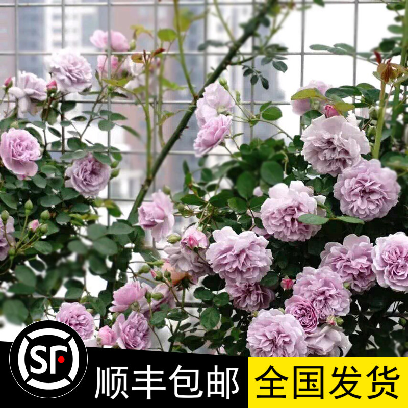庭院爬藤微型蓝色阴雨月季花苗